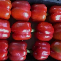 کارگر ساده|استخدام صنعتی، فنی، مهندسی|اراک, |دیوار