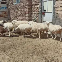 میش جوان ابست