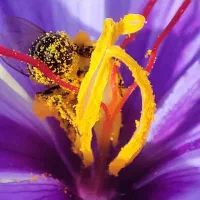 یک-هکتار-زمین-تازه-کشت-شده-زعفران