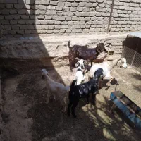گوسفند|حیوانات مزرعه|داراب, |دیوار