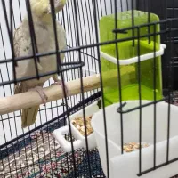 عروس هلندی جفت با قفس