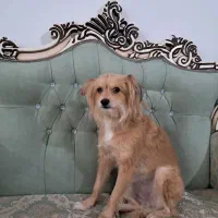 با سلام واگذار ی سگ ریگان