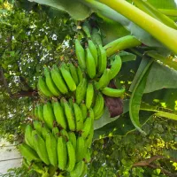 ویلاباغ اب تصفیه وبرق داخل کوچه باغ|فروش خانه و ویلا|دزفول, |دیوار