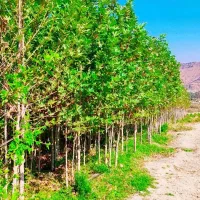 نهال چنار دو ساله