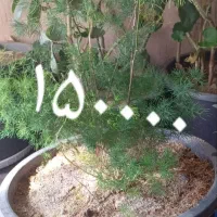 گل طبعی|گل و گیاه طبیعی|شاهین دژ, |دیوار