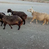 میش داشتی درجه یک