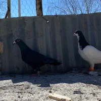 کفتر|حیوانات|تاکستان, |دیوار