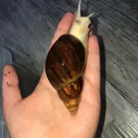 مجموعه پرورش حلزون و فروش ملزومات مزرعه صدف