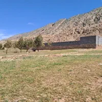 فروش طرح دامداری (پرواربندی بره ) در شباب