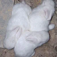 بچه خرگوش ناز ۲رگه لپ