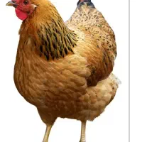 مرغ تخمگذار