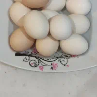 تخم مرغ محلی