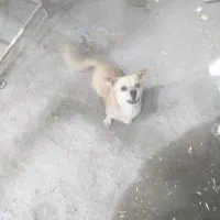 سگ پاکوتاه