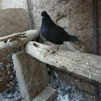 تعدادی کبوترپرشی تمام شب گرفته شدن