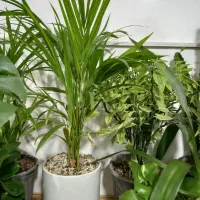 گلفروشی|گل و گیاه طبیعی|مشهد, رده|دیوار