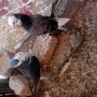 کفتر|پرنده|سبزوار, چهارراه فرودگاه|دیوار