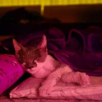 گربه|حیوانات|لاهیجان, کوی استادان|دیوار