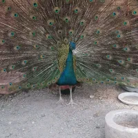 جفت طاووس مولد