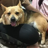 فروش فوری سگ اشپیتز