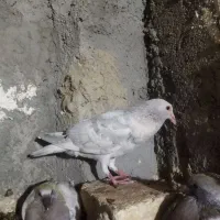 مجسمه کبوتر فروشی