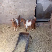 دو عدد بزقاله دوقلو  یک نر یک ماده دوتا ۱۳۷۰۰