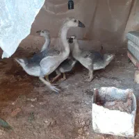 جوجه بط( غوغاز )