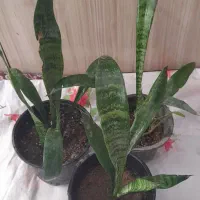 گلهای طبیعی|گل و گیاه طبیعی|شیروان (خراسان), |دیوار