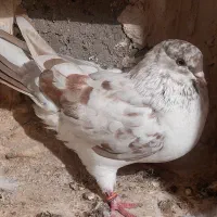 کفتر پرشی|پرنده|مشگین شهر, |دیوار