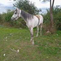 اسب عرب مسابقه ایی|اسب و تجهیزات اسبسواری|سنگر, |دیوار