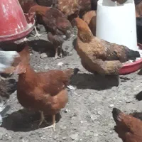 مرغ محلی تخم گذار|حیوانات مزرعه|مرادلو, |دیوار