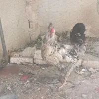 فروش مرغ تخم گذار خانگی دوساله