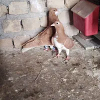 شهری زرد جفتی