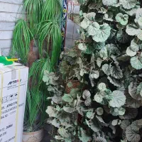 درختچه مصنوعی