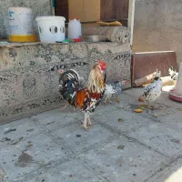 مرغ وخروس وجوجه گلین دوروزه ۱۰روزه