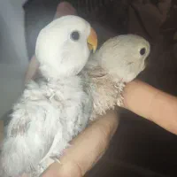 کوتوله برزیلی سرلاکی|پرنده|مرودشت, دولت آباد|دیوار