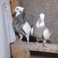 چندجفت رنگه مقبول|پرنده|مشهد, فارغ التحصیلان|دیوار