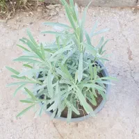 گیاه اسطوخدوس (لاوان)|گل و گیاه طبیعی|تهران, عباس‌آباد|دیوار