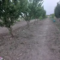 فروش فوری باغ علی آباد کلنگان|فروش دفتر صنعتی، کشاورزی، تجاری|اصفهان, عاشق‌آباد|دیوار