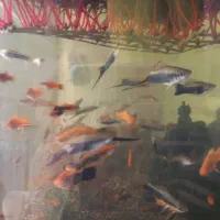 ماهی سوارتل