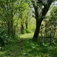 فروش زمین ۶۰۰متری با جواز ساخت+جنگلی+اطاقور|فروش زمین و ملک کلنگی|اطاقور, |دیوار