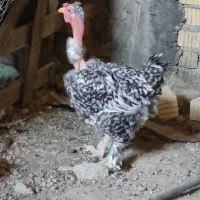 گردن ریت گلین دیلگونی