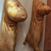 گوسفند لندی بره نر ماده میش قوچ بزغاله زنده دام|حیوانات مزرعه|مشهد, نوید|دیوار