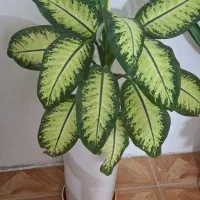 گل وگیاه طبیعی|گل و گیاه طبیعی|ایلام, |دیوار