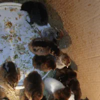 فروش جوجه محلی|حیوانات مزرعه|شیروان (خراسان), |دیوار