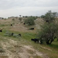 بز‌.بزغاله.کهره.میش .برع