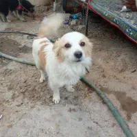 سگ باهوش و زرنگ|سگ|شیراز, بید زرد|دیوار