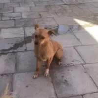 سگ پاکوتاه معاوضه با دوچرخه