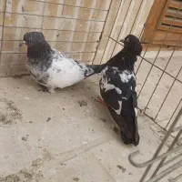 کبوتر سینه دم سیاه|پرنده|کاشان, شهرک فرهنگیان|دیوار