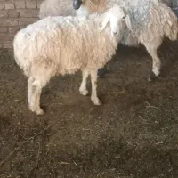 میش اوست بره بز|حیوانات مزرعه|تربتحیدریه, کوی شهید احمدزاده ملکی|دیوار