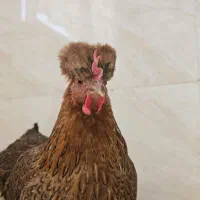 مرغ کاکلی لهستانی
